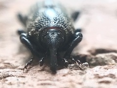 Sphenophorus compressirostris