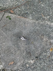Polyura schreiber