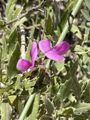 Tephrosia vicioides