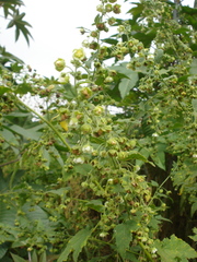 Kearnemalvastrum lacteum