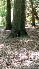 Sciurus carolinensis