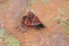 Abisara echerius