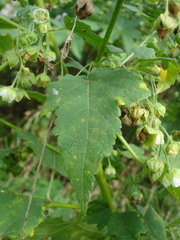 Kearnemalvastrum lacteum