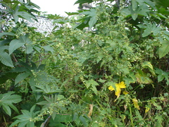 Kearnemalvastrum lacteum