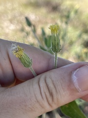 Brickellia peninsularis