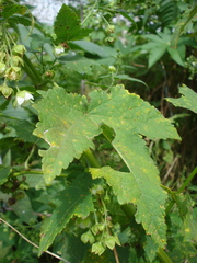 Kearnemalvastrum lacteum