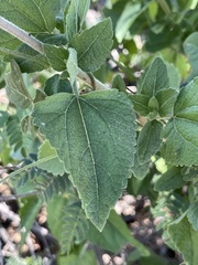 Brickellia peninsularis