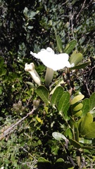 Ipomoea proxima