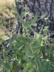 Brickellia peninsularis