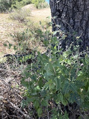 Brickellia peninsularis