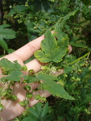 Kearnemalvastrum lacteum