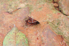 Abisara echerius