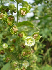 Kearnemalvastrum lacteum