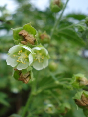 Kearnemalvastrum lacteum