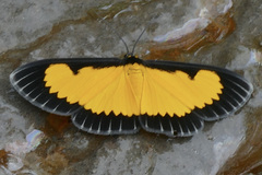 Xanthyris flaveolata