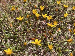 Pectis multiseta