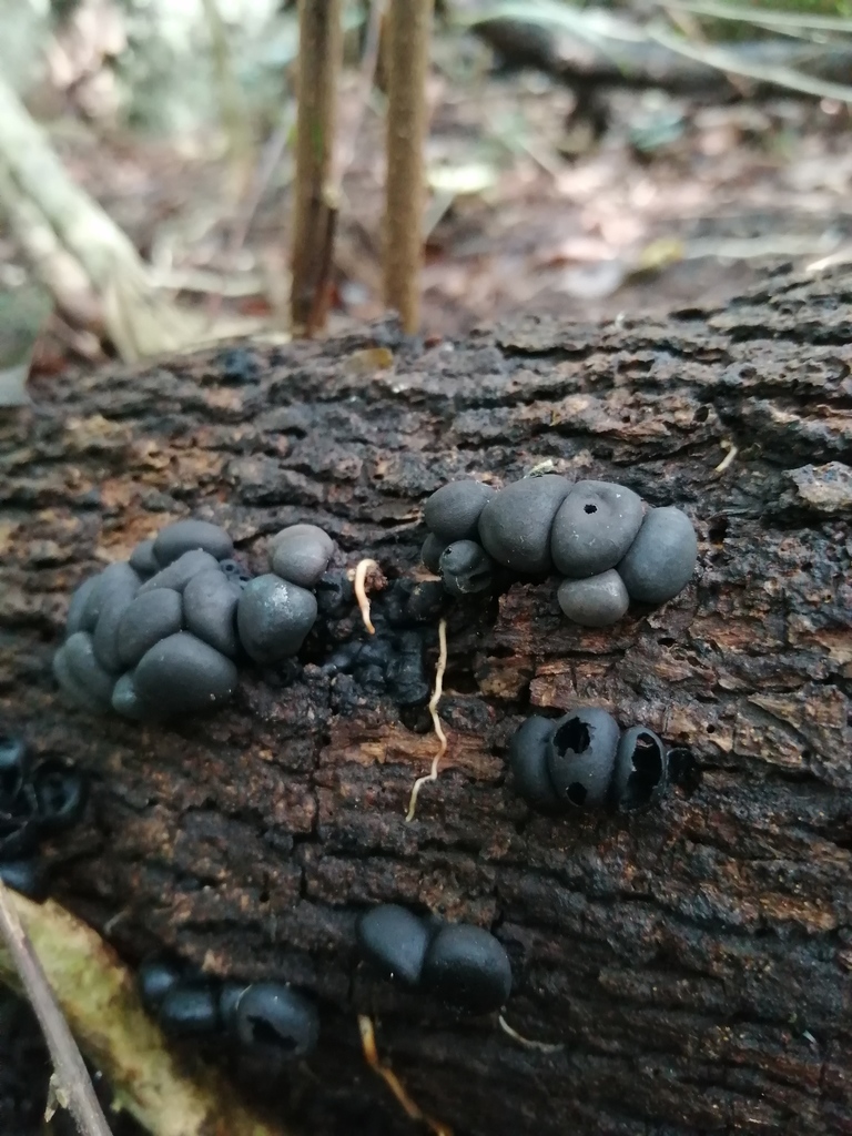 Phylacia mexicana