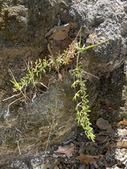 Pellaea ternifolia brandegeei