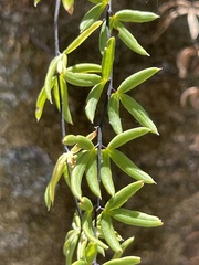 Pellaea ternifolia brandegeei