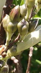 Ipomoea proxima