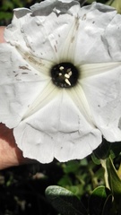 Ipomoea proxima