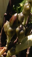 Ipomoea proxima