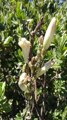 Ipomoea proxima