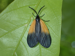 Pyromorpha dimidiata