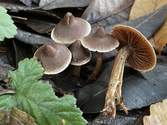 Cortinarius obtusus
