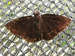 Rohana