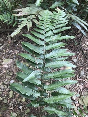 Microlepia calvescens