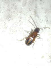 Carabidae