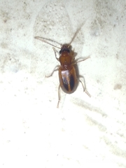 Carabidae