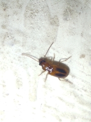 Carabidae