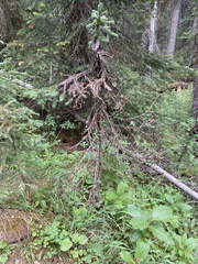 Herpotrichia juniperi