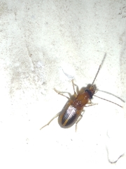 Carabidae
