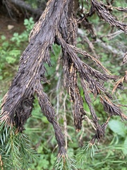 Herpotrichia juniperi