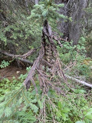 Herpotrichia juniperi