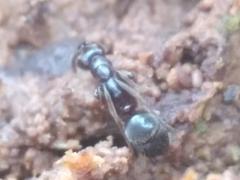 Austroponera castanea