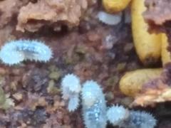 Austroponera castanea