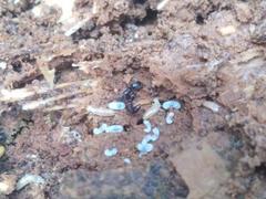 Austroponera castanea