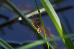 Ceriagrion auranticum