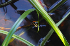 Ceriagrion auranticum