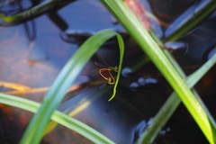 Ceriagrion auranticum