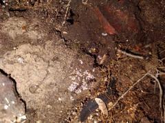 Austroponera castanea