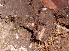 Austroponera castanea