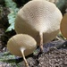 Spring Polypore - Photo (c) Noah, some rights reserved (CC BY-NC), uploaded by Noah