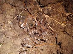 Austroponera castanea