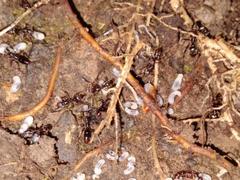 Austroponera castanea