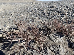 Reaumuria songarica